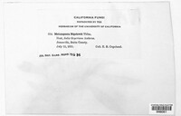 Melampsora bigelowii image